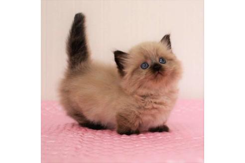 成約済の福岡県のマンチカン-16784の4枚目