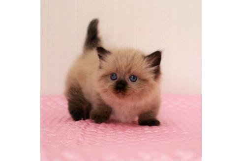 成約済の福岡県のマンチカン-16784の3枚目