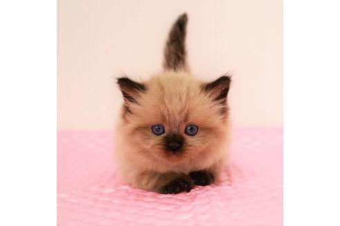 成約済の福岡県のマンチカン-16784の2枚目