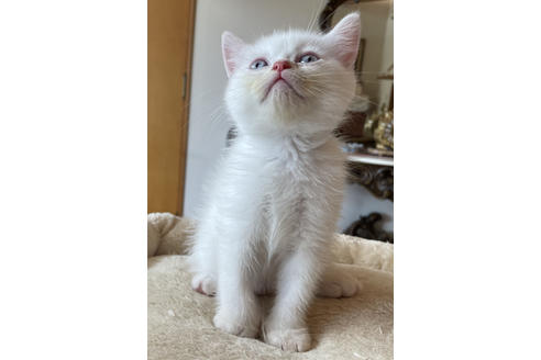 成約済の岡山県のマンチカン-16465