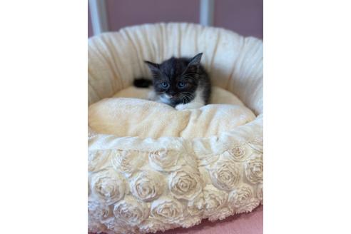 成約済の広島県のスコティッシュフォールド-16839の2枚目