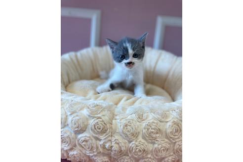 成約済の広島県のスコティッシュフォールド-16840