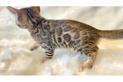 成約済の愛媛県のベンガル-16853の7枚目