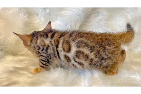成約済の愛媛県のベンガル-16856の4枚目