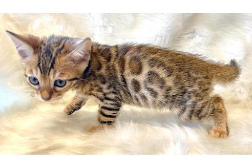 成約済の愛媛県のベンガル-16856の3枚目