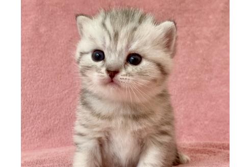 成約済の静岡県のスコティッシュフォールド-16865の1枚目
