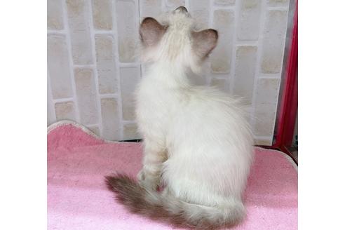 成約済の東京都のラパーマ-16668の2枚目