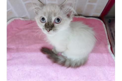 成約済の東京都のラパーマ-16668の3枚目