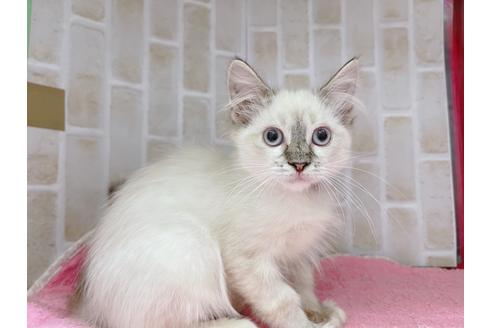 成約済の東京都のラパーマ-16668