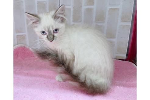 成約済の東京都のラパーマ-16668の4枚目