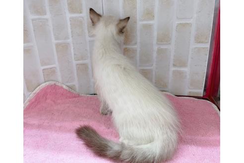 成約済の東京都のラパーマ-16668の5枚目