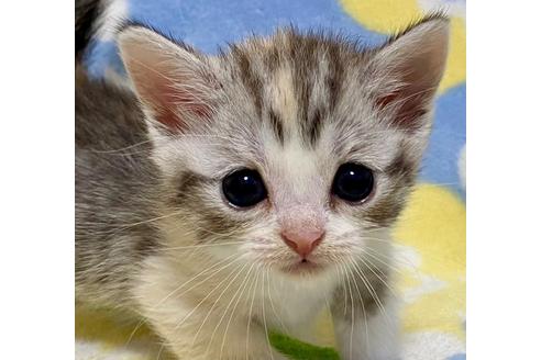 成約済の神奈川県のマンチカン-16943の1枚目