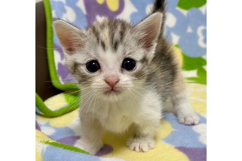 成約済の神奈川県のマンチカン-16943の4枚目