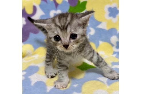 成約済の神奈川県のマンチカン-16944の2枚目