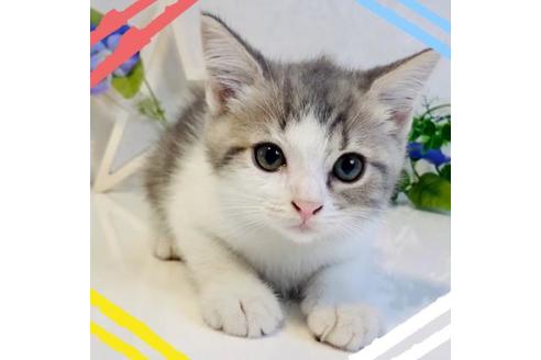 成約済の大阪府のスコティッシュフォールド-16995の1枚目