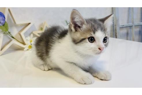 成約済の大阪府のスコティッシュフォールド-16995の5枚目