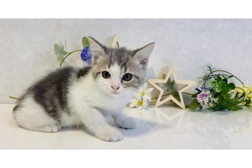 成約済の大阪府のスコティッシュフォールド-16995の4枚目