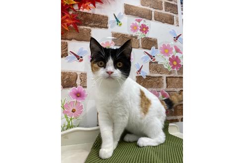 成約済の広島県のブリティッシュショートヘア-14346