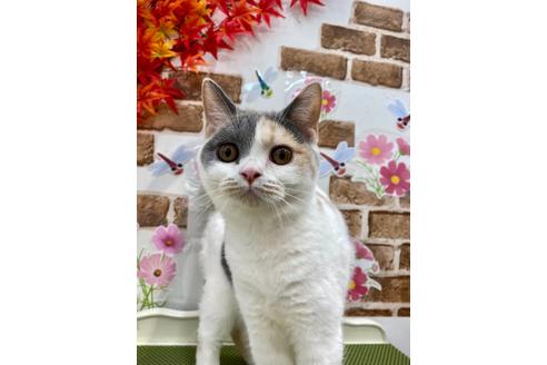 成約済の広島県のブリティッシュショートヘア-14356の1枚目