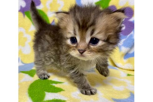 成約済の神奈川県のミヌエット-17018の3枚目