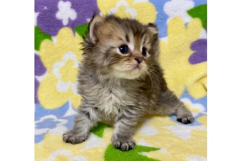 成約済の神奈川県のミヌエット-17018の4枚目