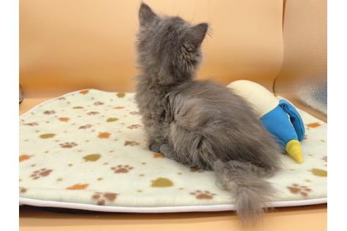 成約済の東京都のミヌエット-16411の9枚目