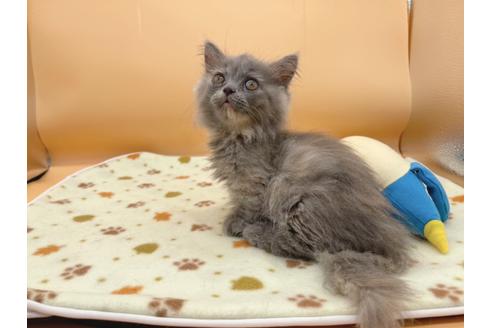 成約済の東京都のミヌエット-16411の2枚目