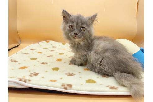 成約済の東京都のミヌエット-16411の3枚目