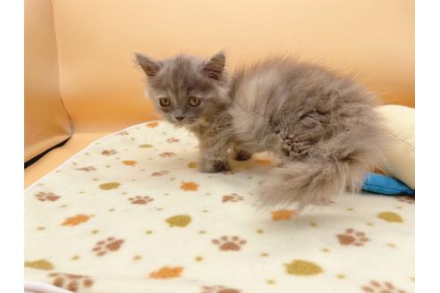 成約済の東京都のミヌエット-16411の4枚目