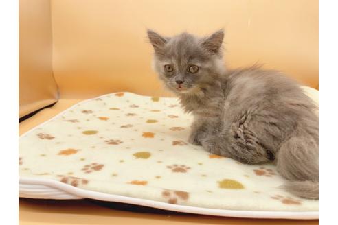 成約済の東京都のミヌエット-16411の1枚目