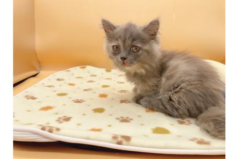 成約済の東京都のミヌエット-16411の5枚目