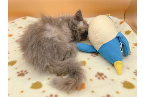 成約済の東京都のミヌエット-16411の6枚目