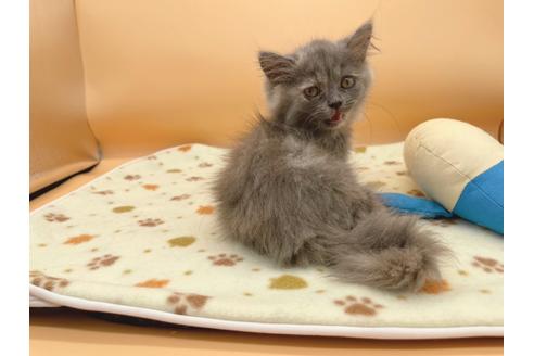 成約済の東京都のミヌエット-16411の7枚目