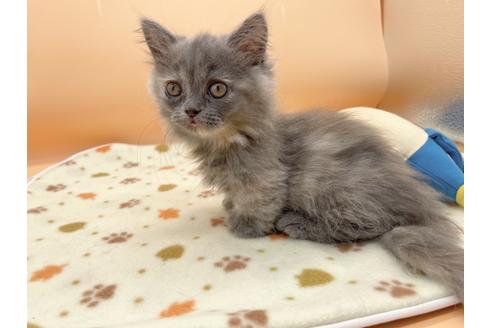 成約済の東京都のミヌエット-16411の8枚目