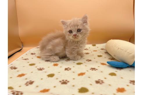 成約済の東京都のミヌエット-16412の2枚目