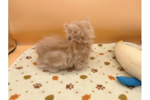 成約済の東京都のミヌエット-16412の3枚目