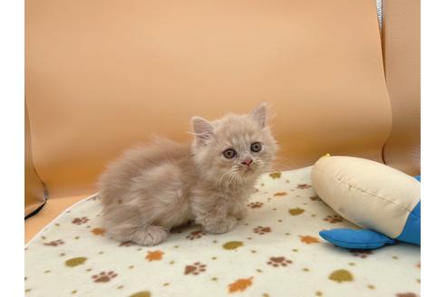 成約済の東京都のミヌエット-16412の4枚目