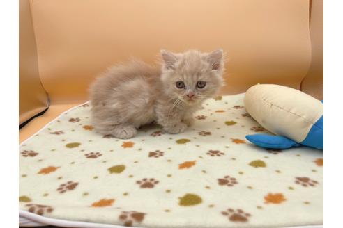 成約済の東京都のミヌエット-16412の5枚目