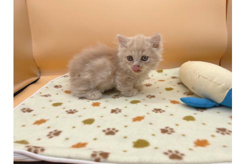 成約済の東京都のミヌエット-16412の6枚目