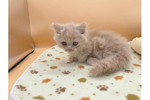 成約済の東京都のミヌエット-16412の7枚目