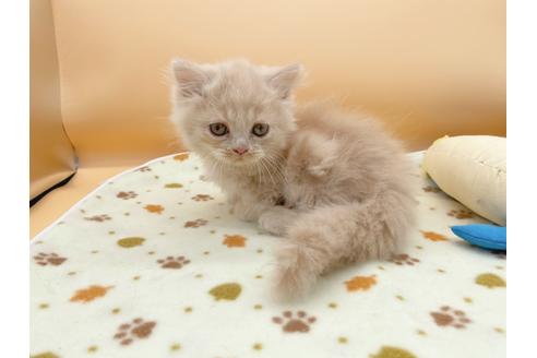 成約済の東京都のミヌエット-16412の8枚目