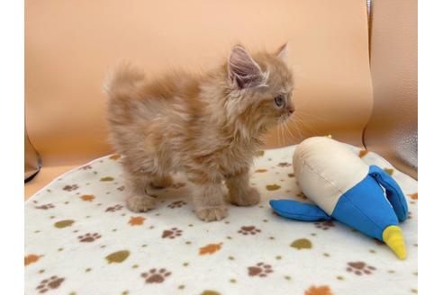 成約済の東京都のミヌエット-16410の8枚目