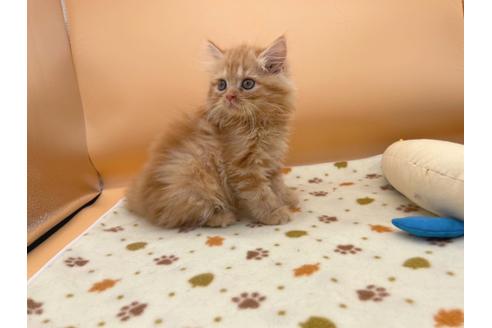 成約済の東京都のミヌエット-16410の9枚目