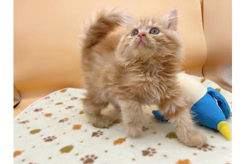 成約済の東京都のミヌエット-16410の2枚目