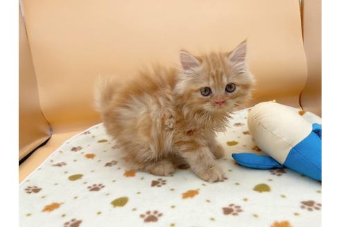 成約済の東京都のミヌエット-16410の3枚目