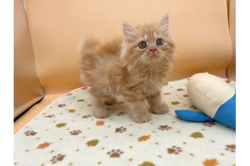 成約済の東京都のミヌエット-16410の4枚目