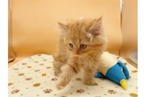 成約済の東京都のミヌエット-16410の5枚目