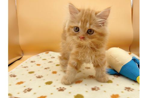 成約済の東京都のミヌエット-16410の6枚目