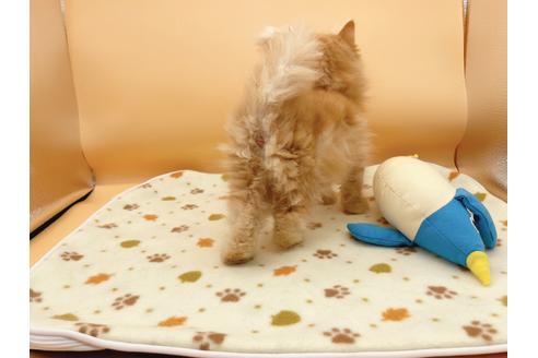 成約済の東京都のミヌエット-16410の7枚目