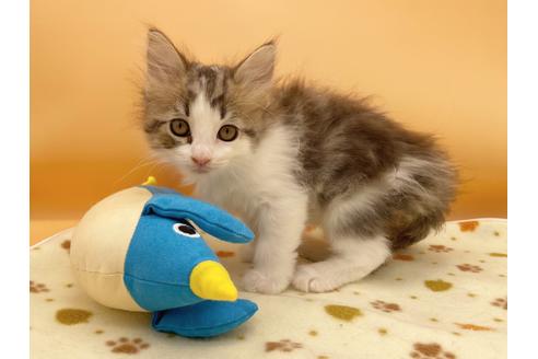 成約済の東京都のサイベリアン-16187の1枚目